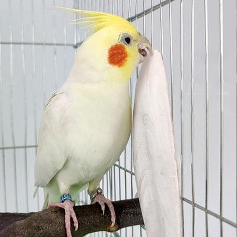 Birds Cuttlebone Parrot Chewing Cuttle Bones for Sharp Beaks Cuttle Bone for Parakeets Budgies Cockatiels - GOLDEN TOUCH APPARELS WOMEN