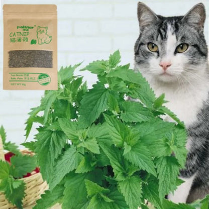 Premium 10g Catnip Cattle Grass Menthol Flavored Cat Toys: Interactive, Non-toxic, Funny, 100% Natural